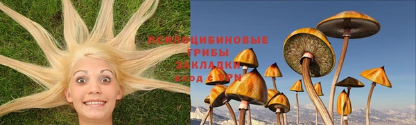 прущие грибы Медногорск