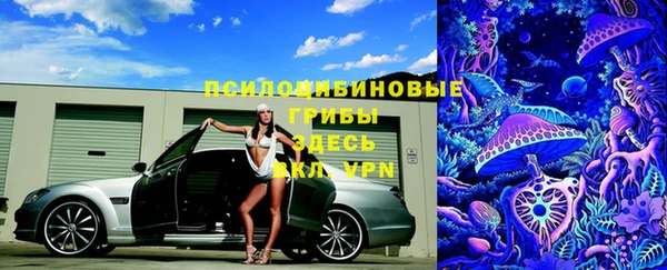 прущие грибы Медногорск